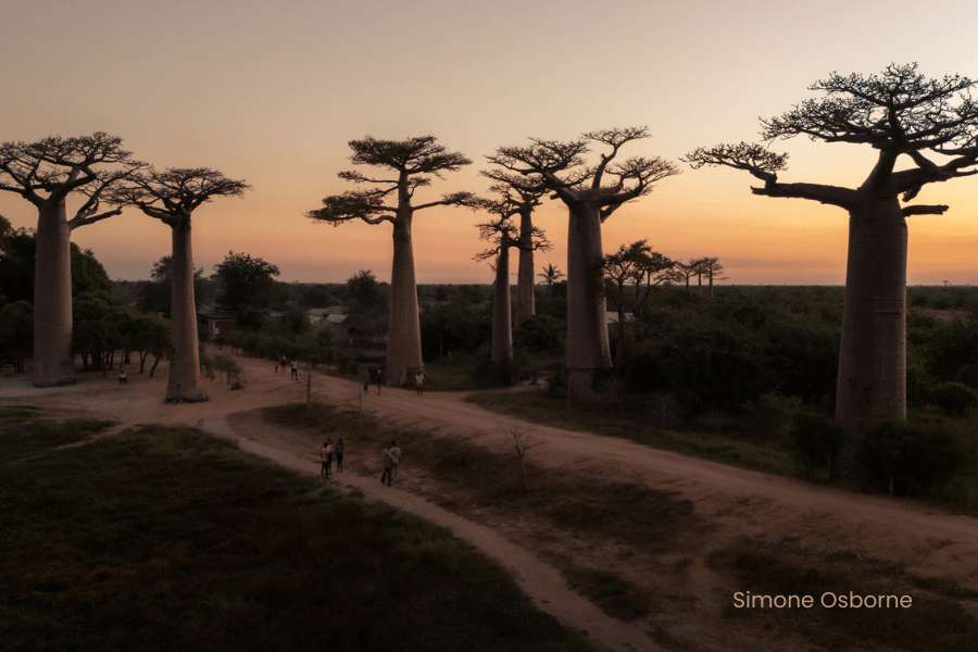 Pink Hues at the Baobab Avenue