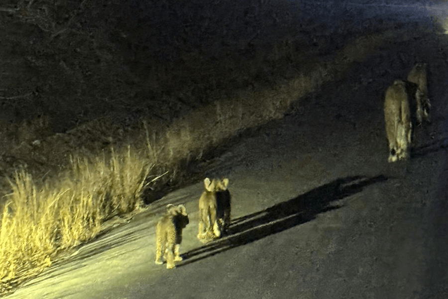 Tiny lion cubs spotted between the Klaserie and Timbavati