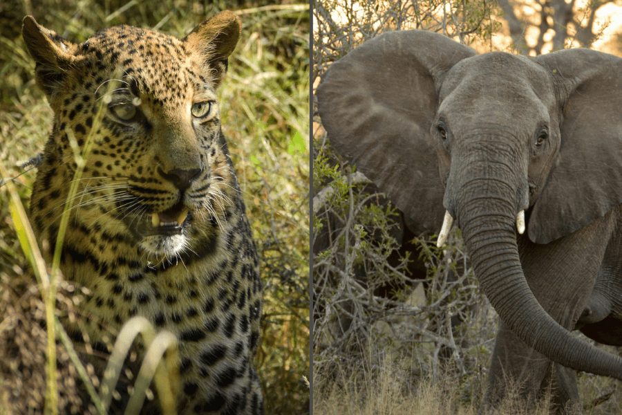 Big Five in the Sabi Sands