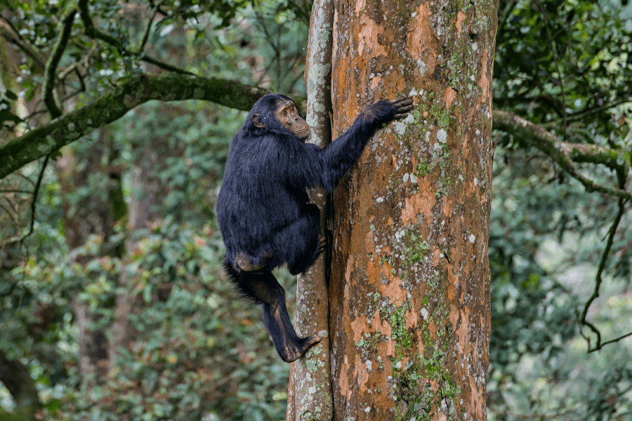 Chimpanzee trekking in Nyungwe Forest National Park