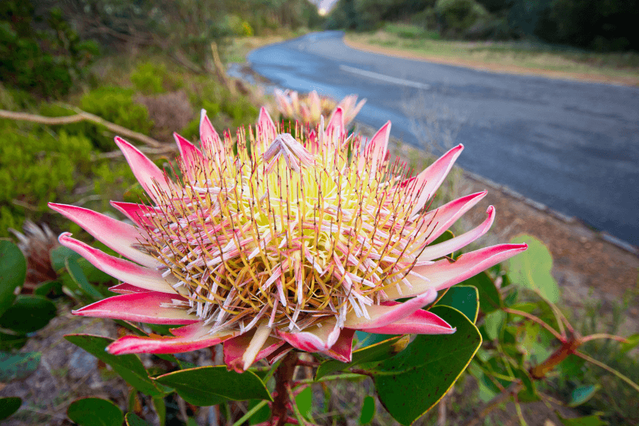 Fynbos king protea
