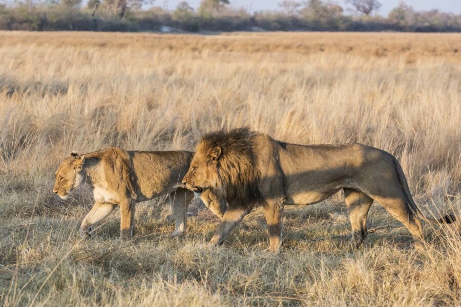 Peak season safaris game viewing