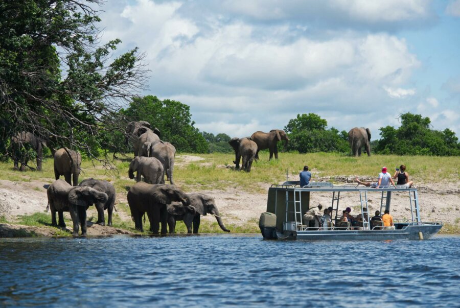 Chobe River Safari