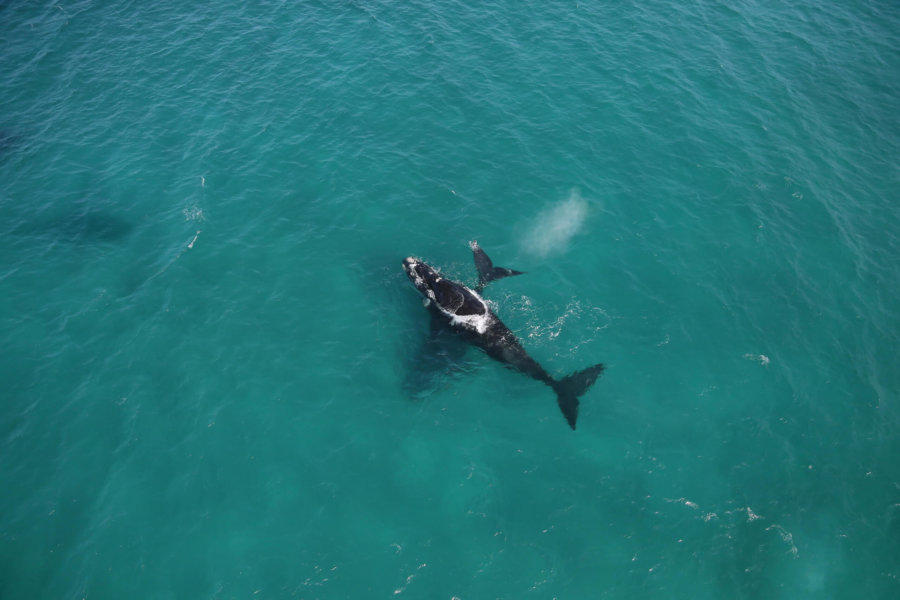 Aerial shot of Southern Right whales in South Africa.