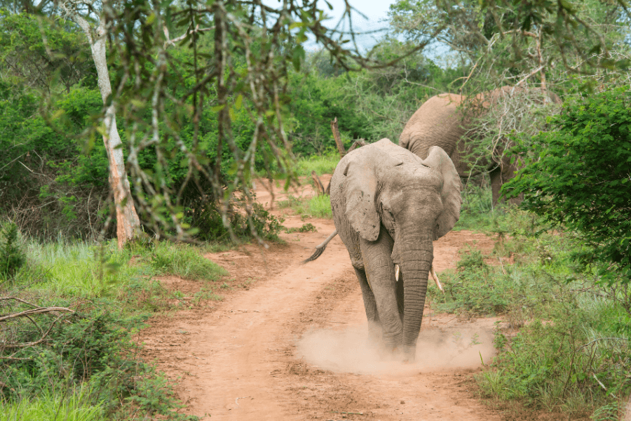 Rwandan elephant in Akagera National Park