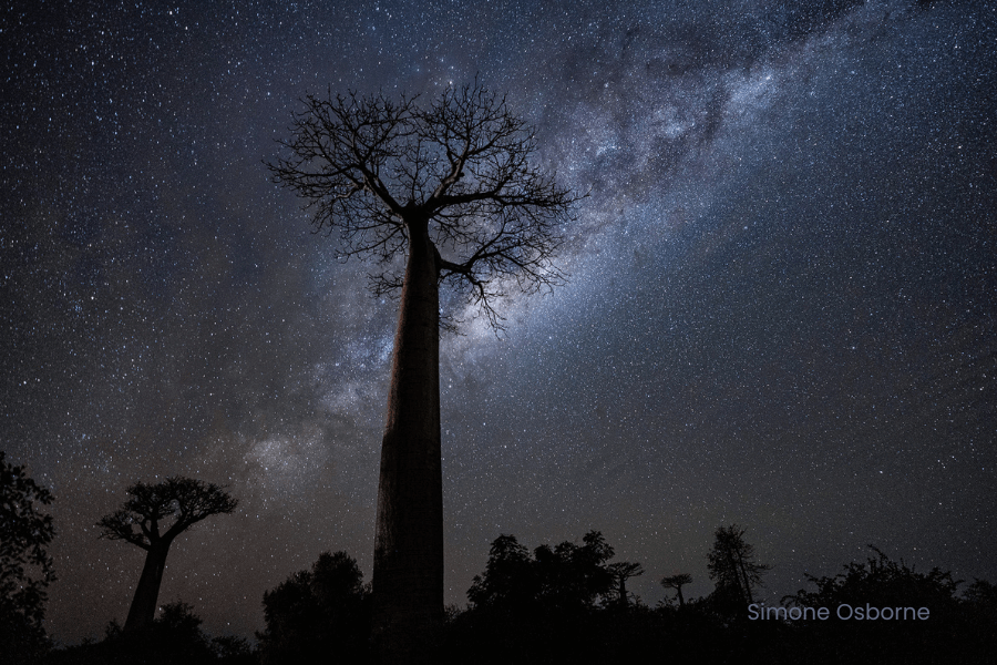 Milky Way Baobab Tree