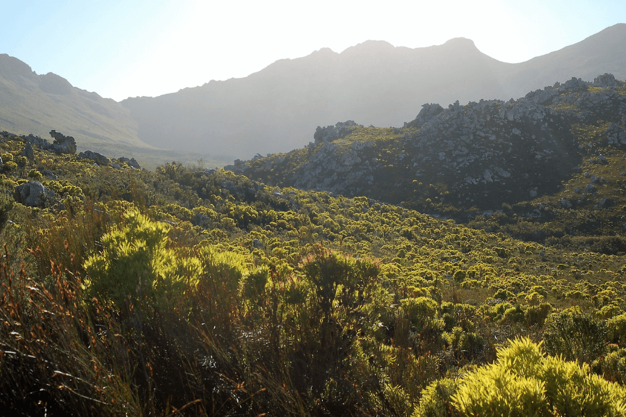 Fynbos in the Kogelberg region