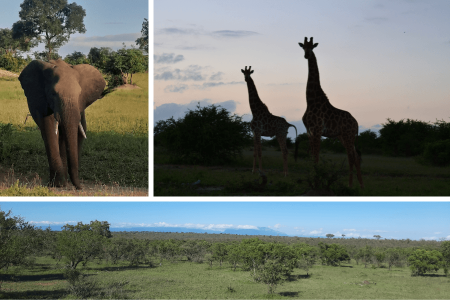 Wildlife and landscape of Kruger Private Game Reserves