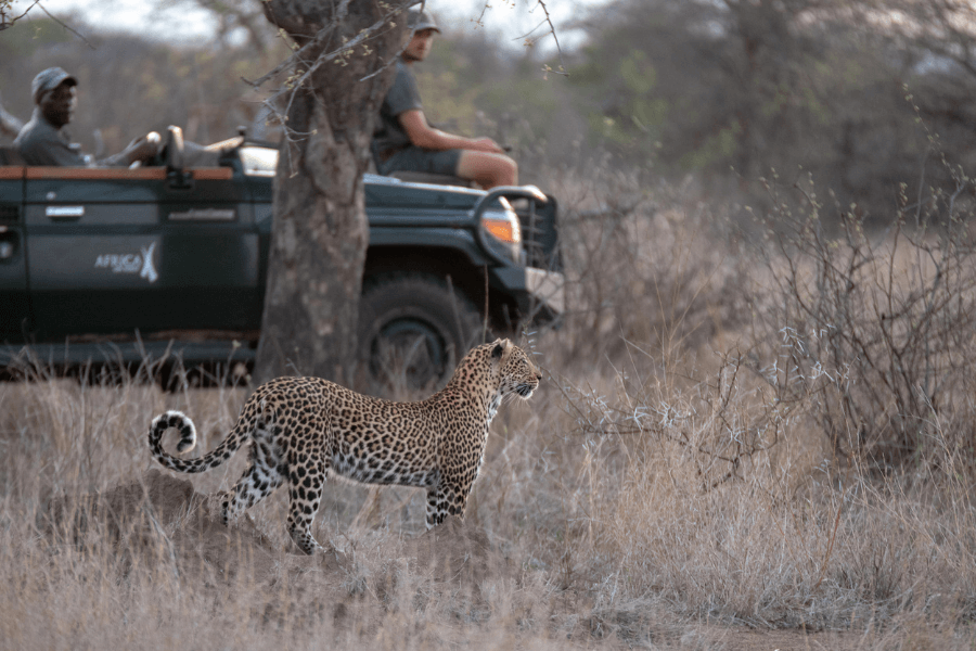 Leopard spotted on a Klaserie game drive