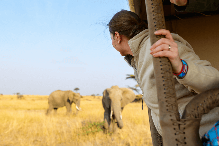 Close-up elephant on safari