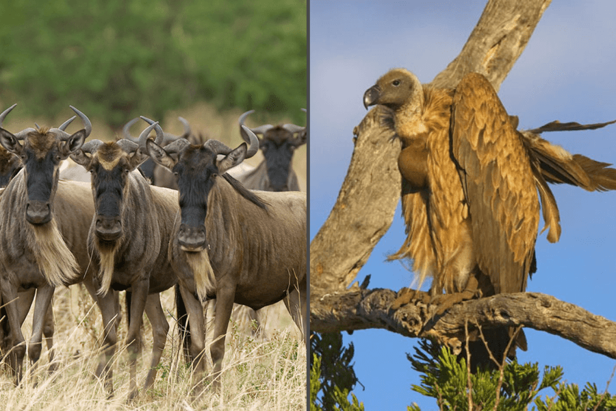 Ugly Five in the Serengeti and in the Sabi Sands