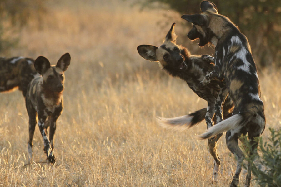 Ruaha home to endangered wild dogs