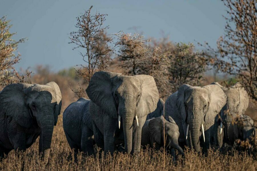 Elephant herd in Ruaha National Park