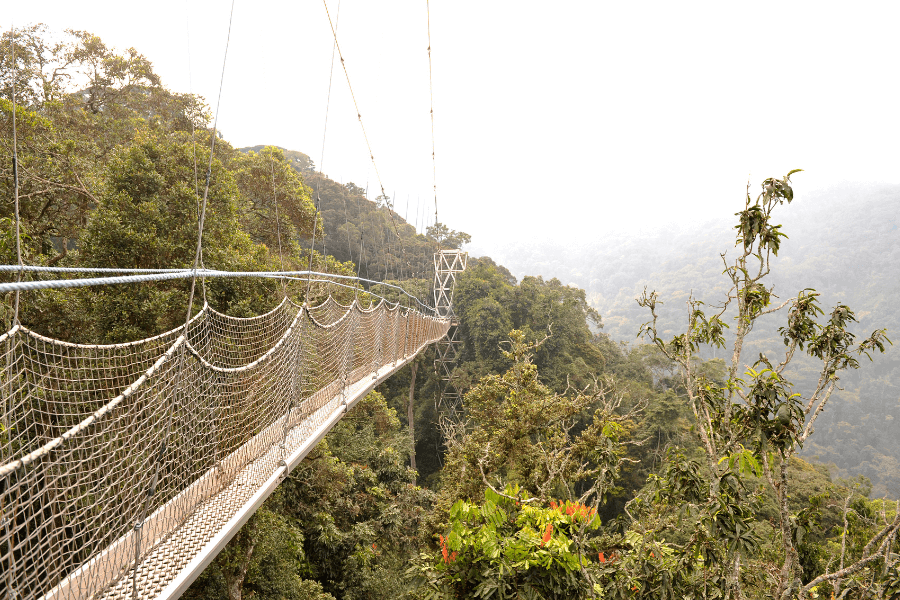 Rwanda's Nyungwe canopy walkway