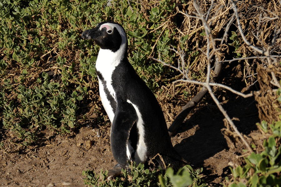 Penguin of South Africa Western Cape