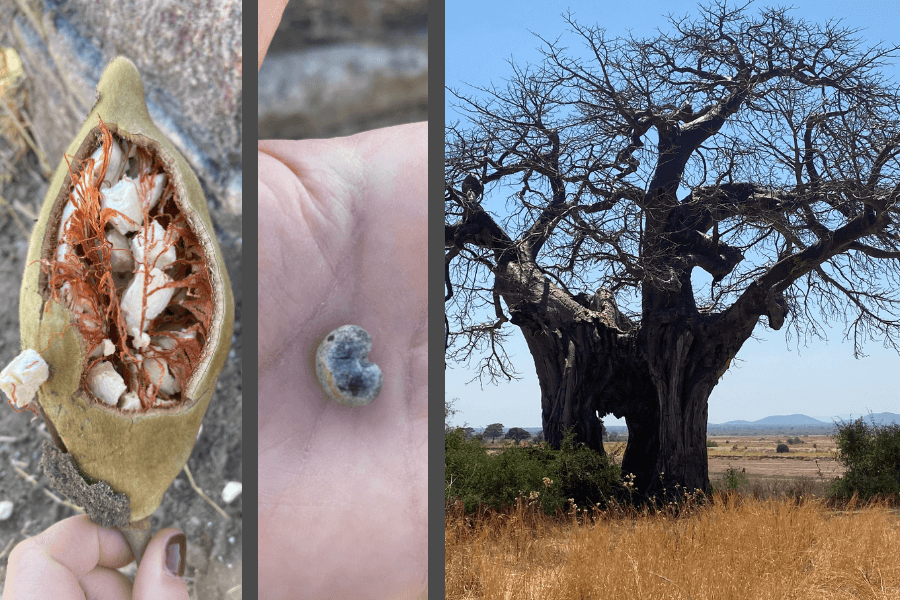 Life journey of a baobab tree