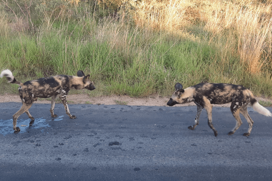 Endangered wild dogs in Kruger Private Game Reserves