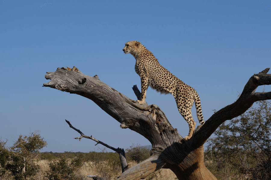 Connect with Africa on a Walking Safari