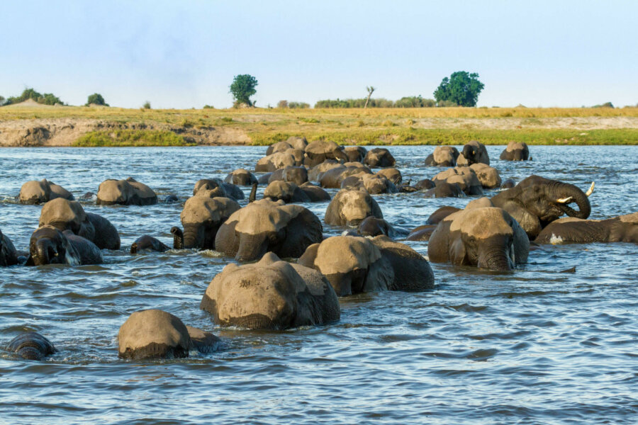 Mass concentrations of elephants in the Chobe River