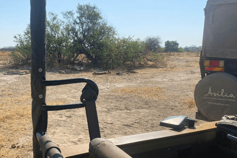 Game drive in Ruaha National Park
