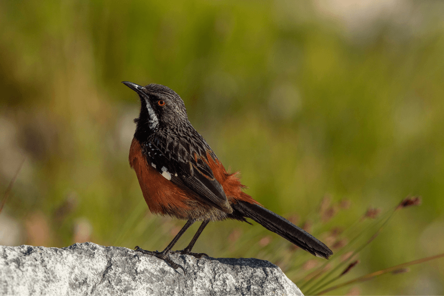 Rockjumper spotted on a Western Cape hike