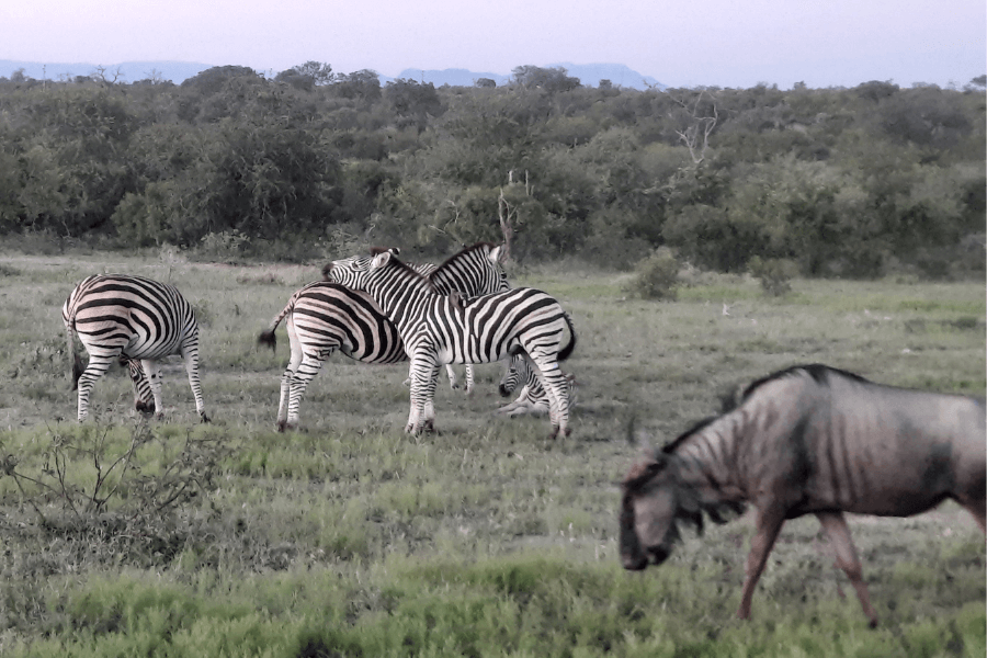 Kruger Private Game Reserves are home to zebras and wildebeest