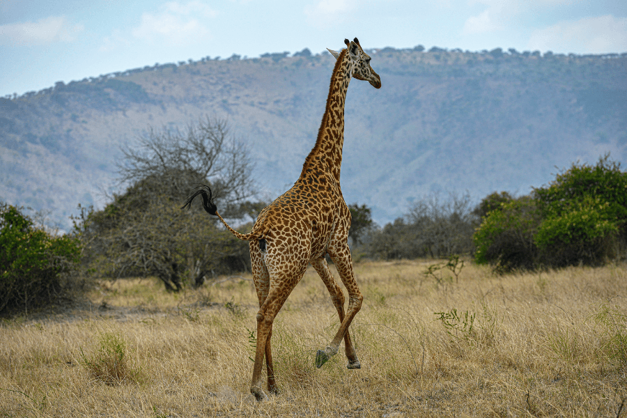 Rwanda: more than gorillas