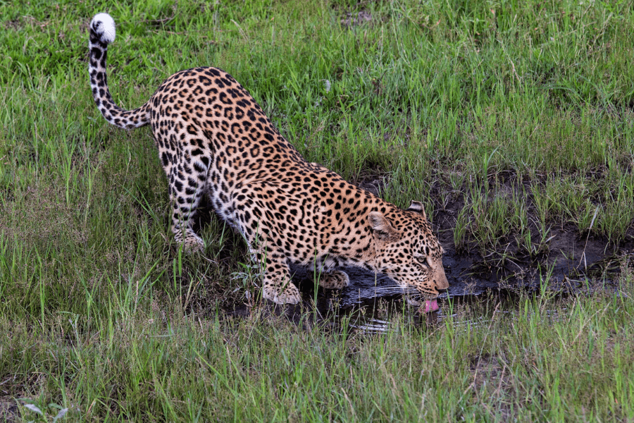 Low season ideal for wildlife photography