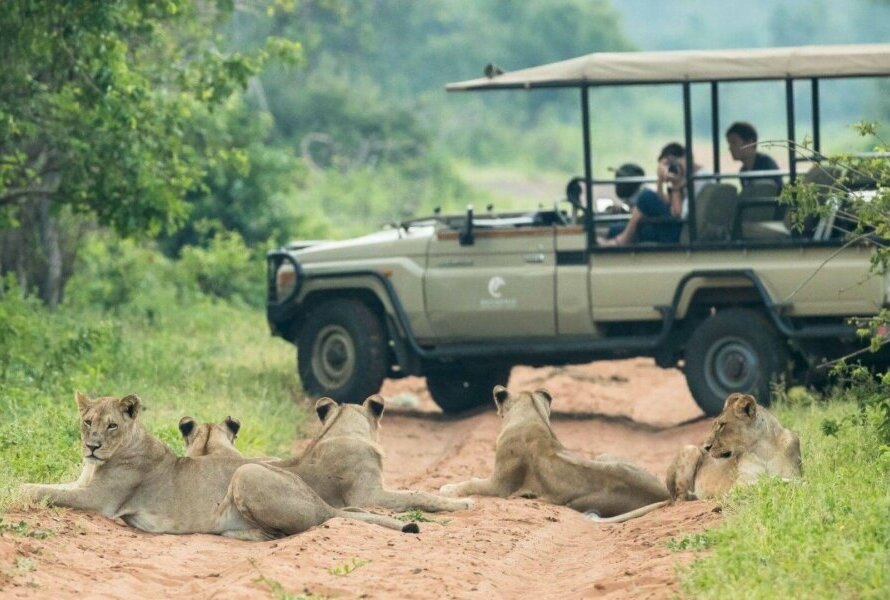 African predator-prey interaction