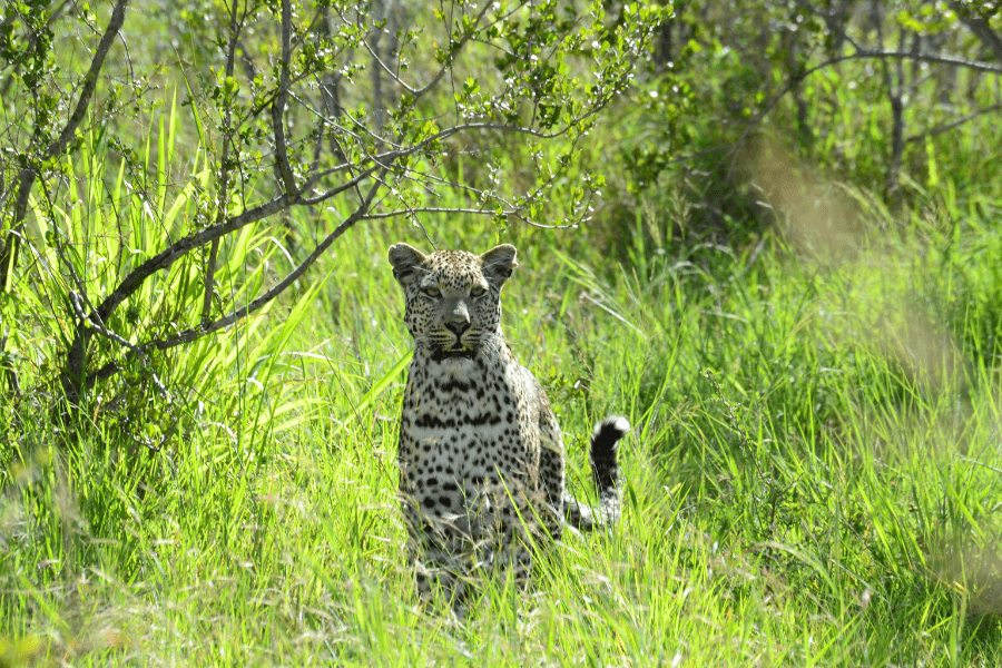 Leopard sightings in Kruger Private Game Reserves