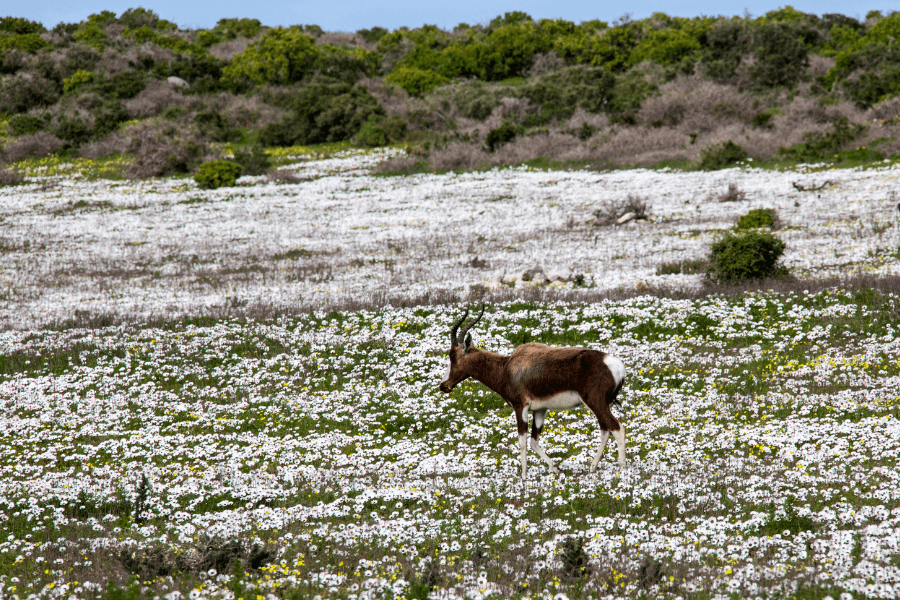 Bontebok amidst the Cape's Flowers