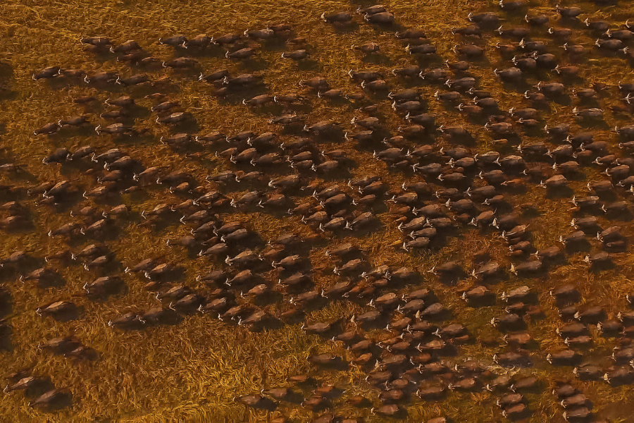 Wildlife sightings from the air