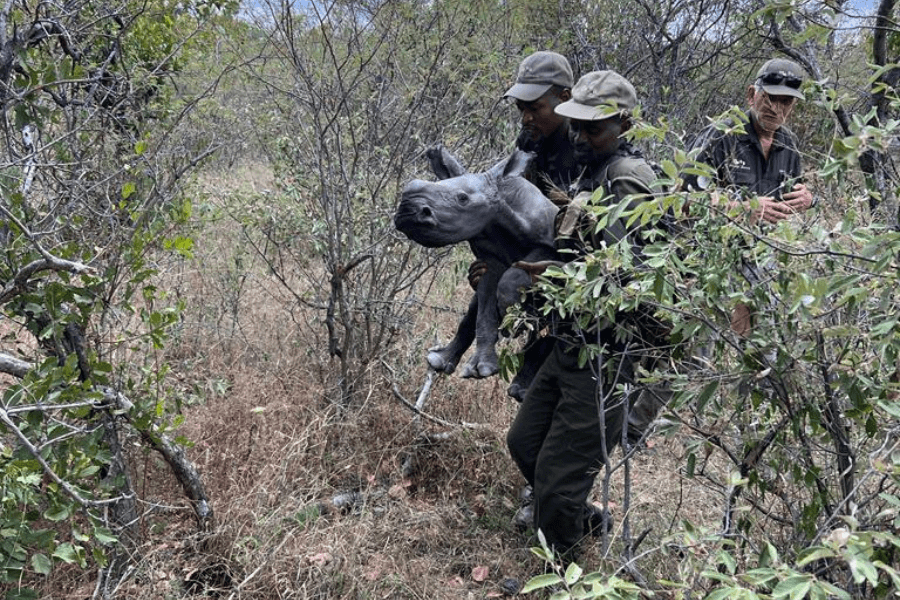 Rhino conservation in malaria free reserves