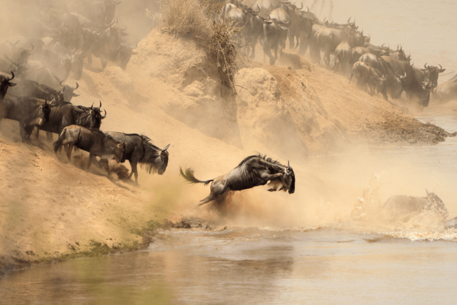 Serengeti wildebeest migration