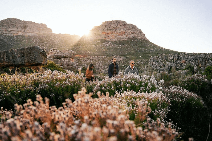 Cederberg's fynbos part of The Cape's Flowers
