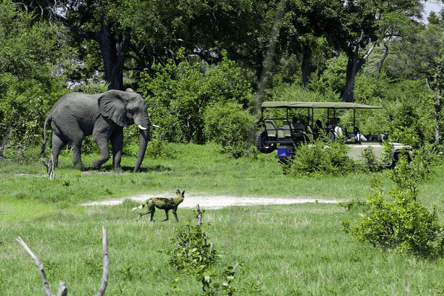 Elephant and wild dog spotted on in low season for safaris