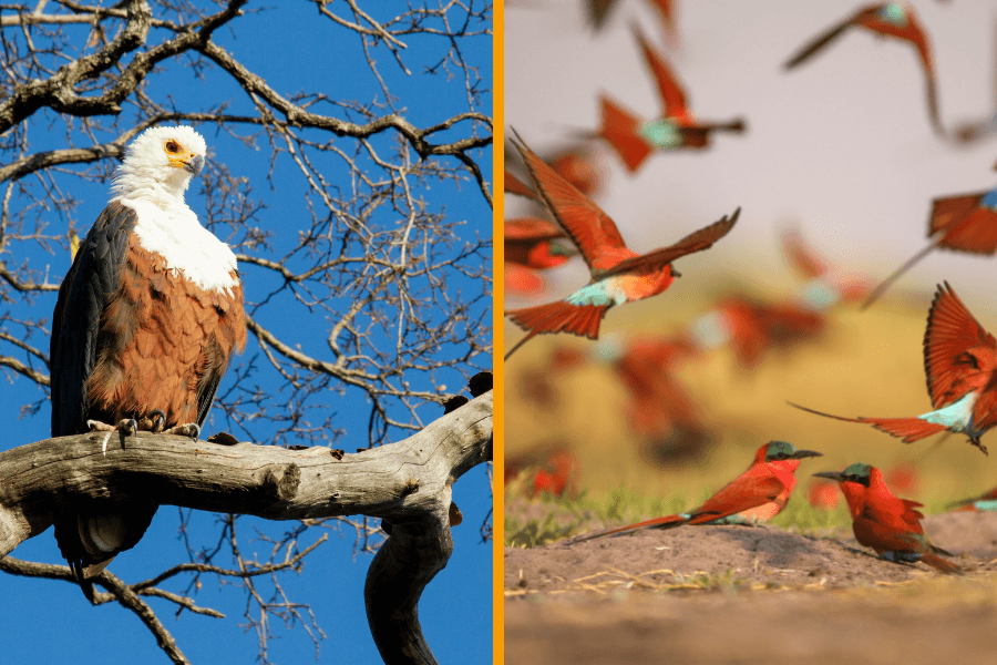 Phenomenal birding at Nxamaseri Island lodge