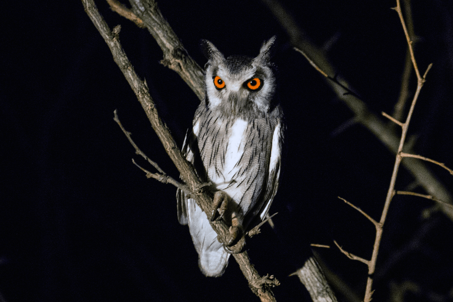 Owl peers down over the walking safari campsite