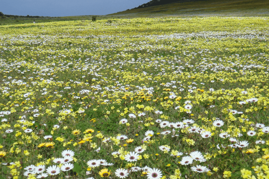 The Cape's Flowers