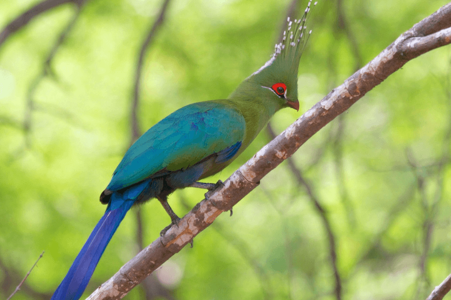 Kafue is a birding destination