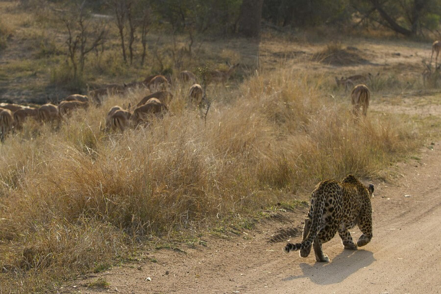 Leopard hunting in the Sabi Sands