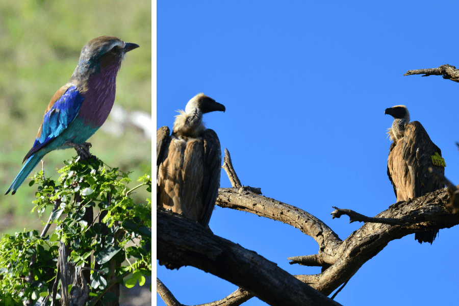 Birdwatching in Kruger Private Game Reserves