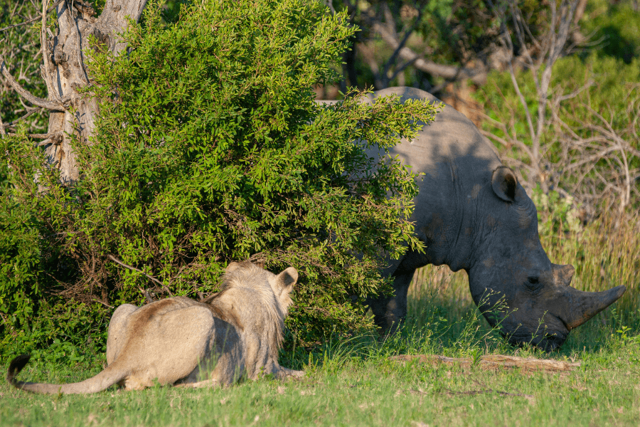 Lion stalks rhino