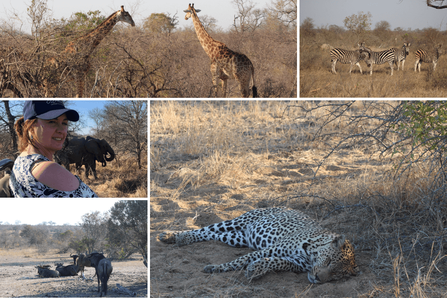 Wildlife sightings in the Klaserie