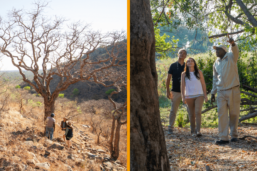 Guided walks at Tsodilo Hills