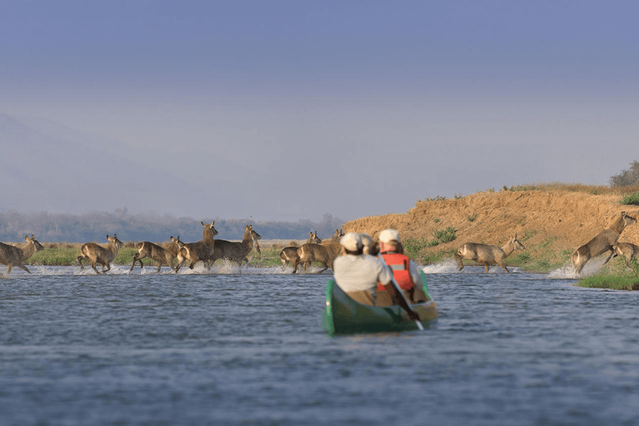 Zambezi River Safaris in canoe