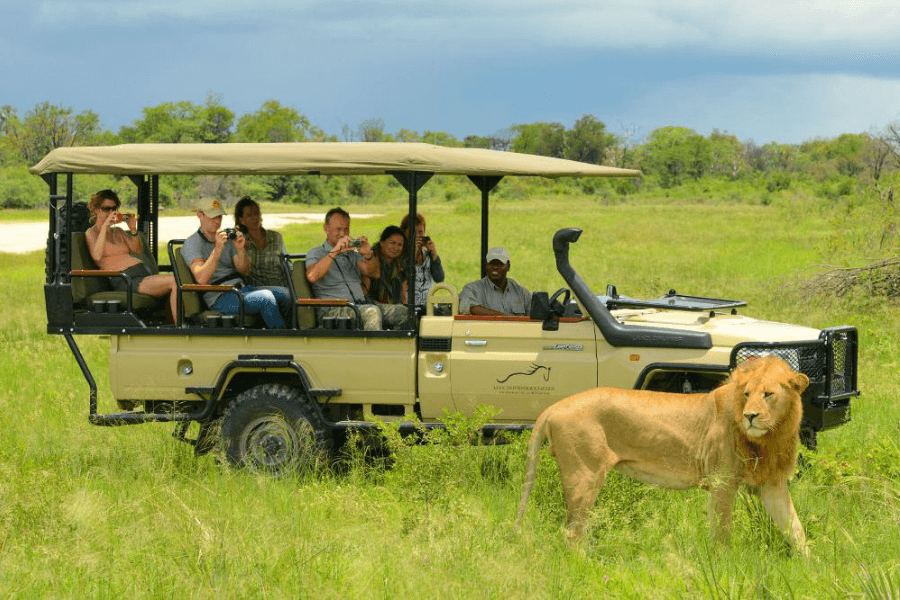 Solo Safari Travel: everything except lonely