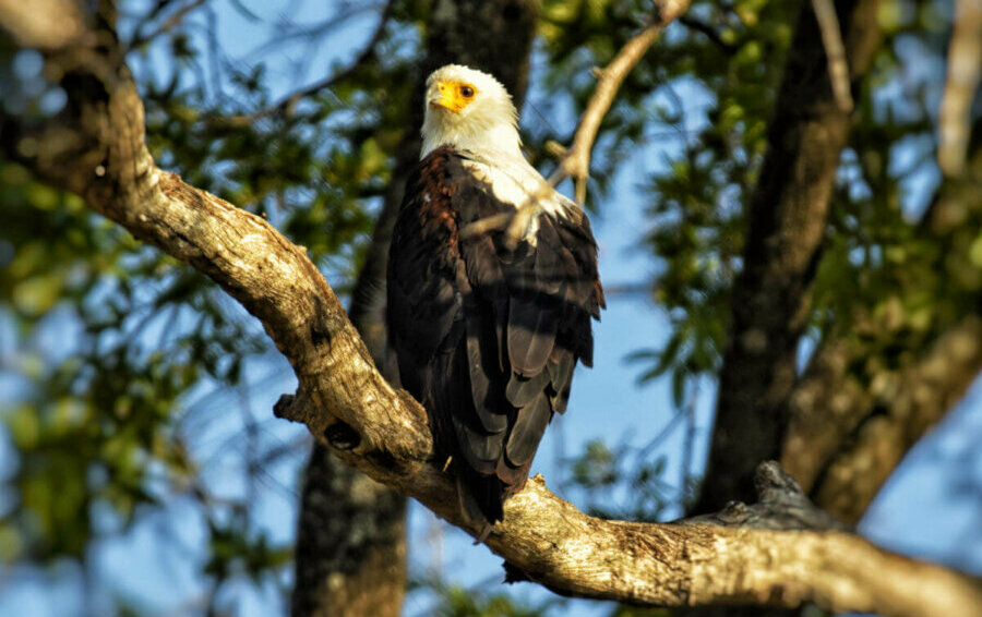 Fish eagle in Linyanti green season