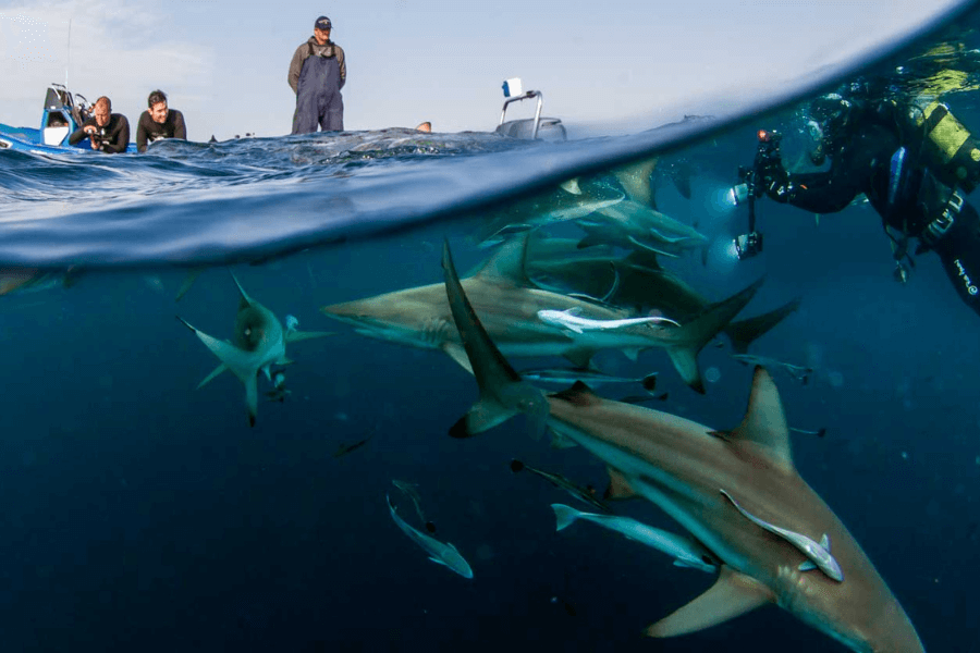 Scuba and Safari with sharks