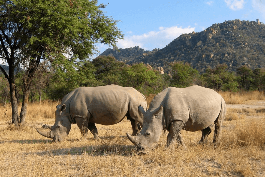 First-time Safari guide & the Words you'll need